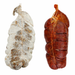 Hog Middle End Caps (for 'Nduja in Orba) — Traditional Large Format Casing (5 ea/bg)