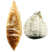 Dried Sow Hog Bladders - 5-7 Kilo! image 0